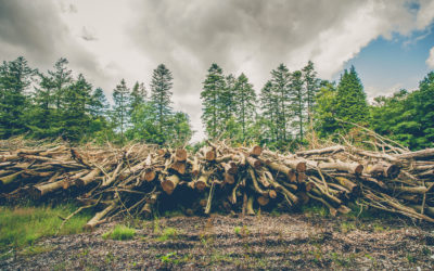 A fakitermelést megkönnyítő kormányrendelet: bölcs előrelátás a téli hónapokra vagy a hosszútávú szempontok feláldozása a rövidtávú politikai érdek oltárán?